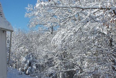 Thick enough to down some trees, but pretty.