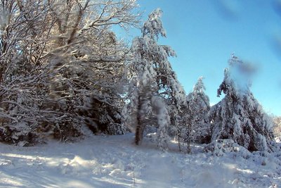 More snow laden trees.  This was ice, then snow.