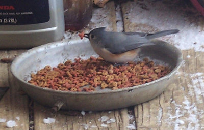 Maybe the cats are just waiting for these guys to get too fat to escape?