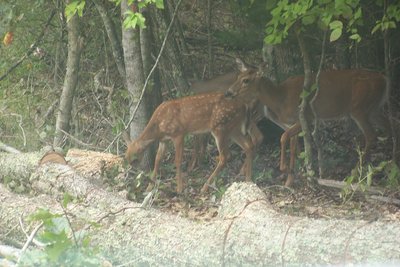 20180912-deer-4.jpg