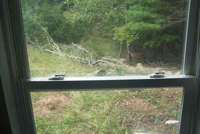 20180912-deer-2.jpg