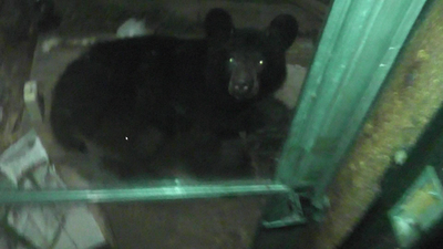 Cute despite bad photography through the door - mama at 500+ lbs and ~7' was in the shadows outside the field of view.  The cub is cute - but things that could kill me by accident do put me off a bit.