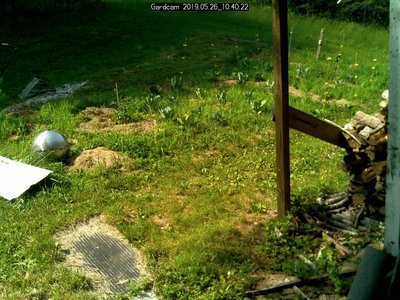 A little shady in the AM - can you even see my plants in the weeds here>