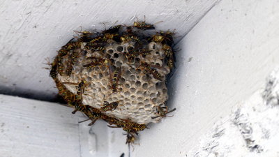 Sigh, I'm allergic to these guys (for real, medically)