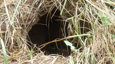 This was their home till something dug them up.