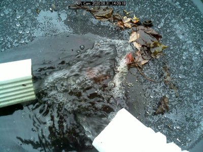 Not a good weather/energy day - I could drown on the way to the shop.